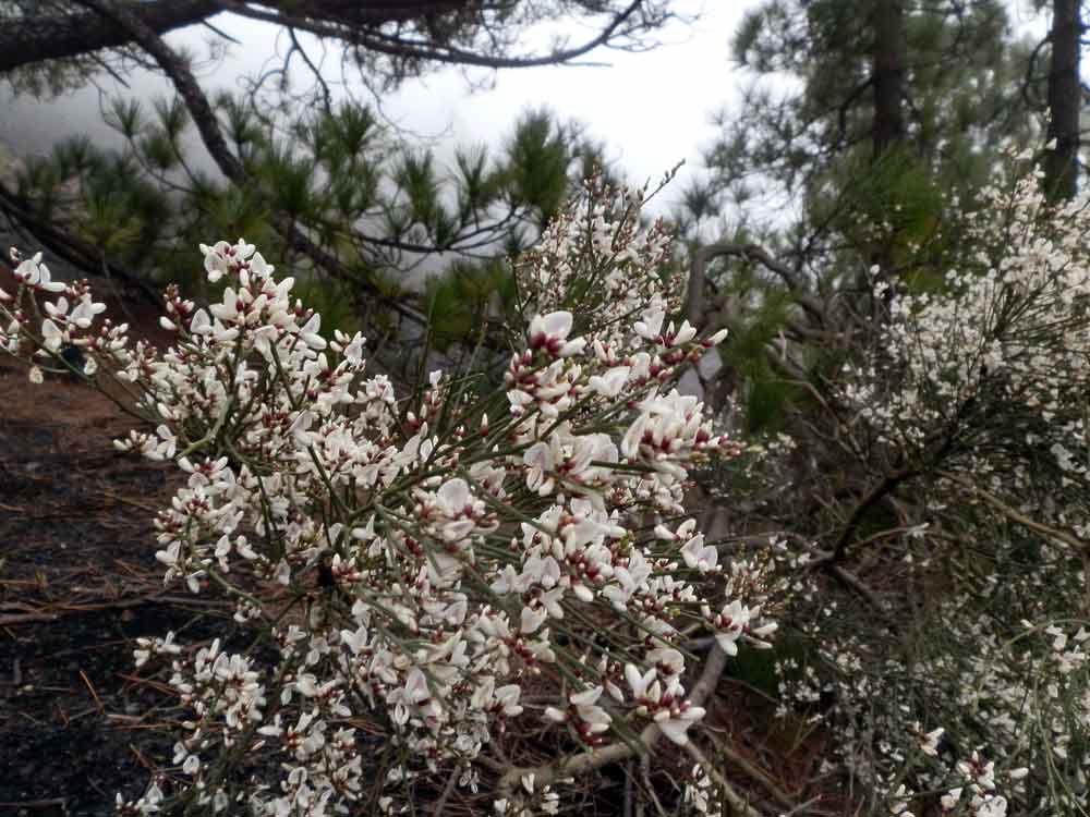 Cytisus supranubius (L.f.) Kuntze - Canarie